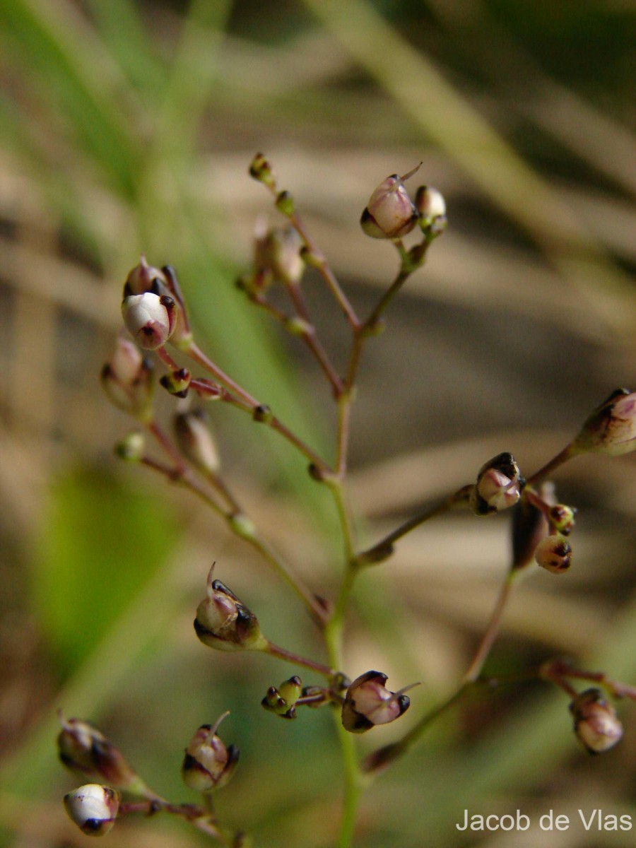 Murdannia zeylanica (C.B.Clarke) G.Brückn.